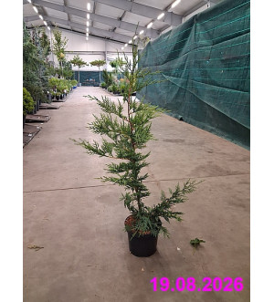 Cupressocyparis leylandii C 2,5 L